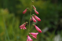 Penstemon barbatus Schildpadbloem bestellen